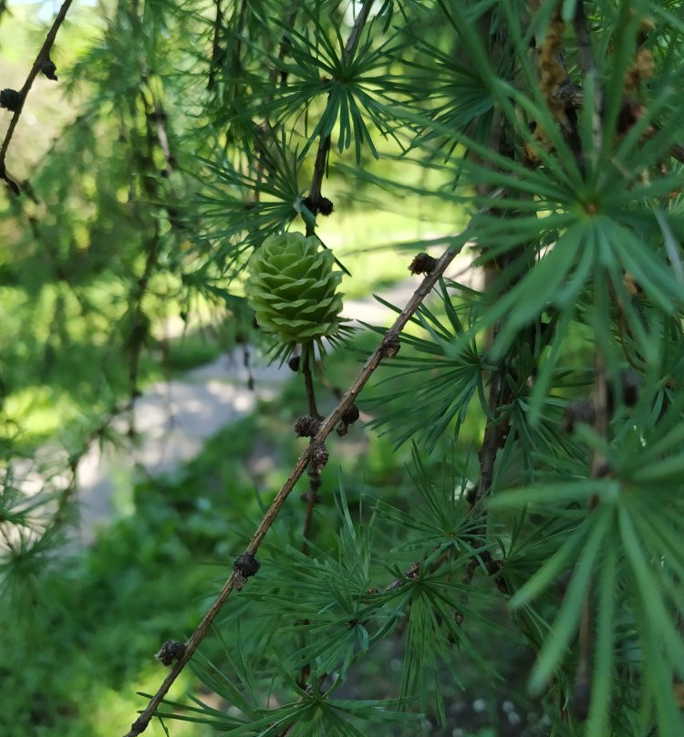 Zaporizhzhya City Children Botanic Gardens-Zaporizhzhya必去景点