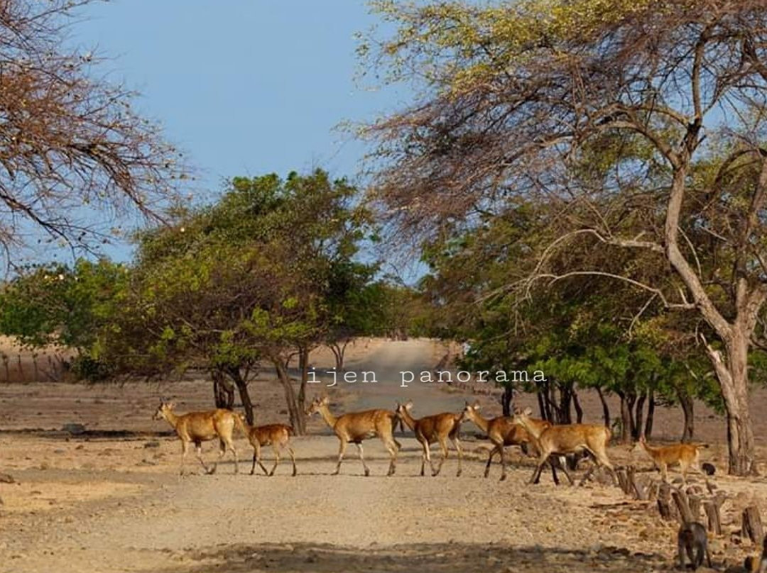 Ijen Panorama-巴纽旺宣必去景点