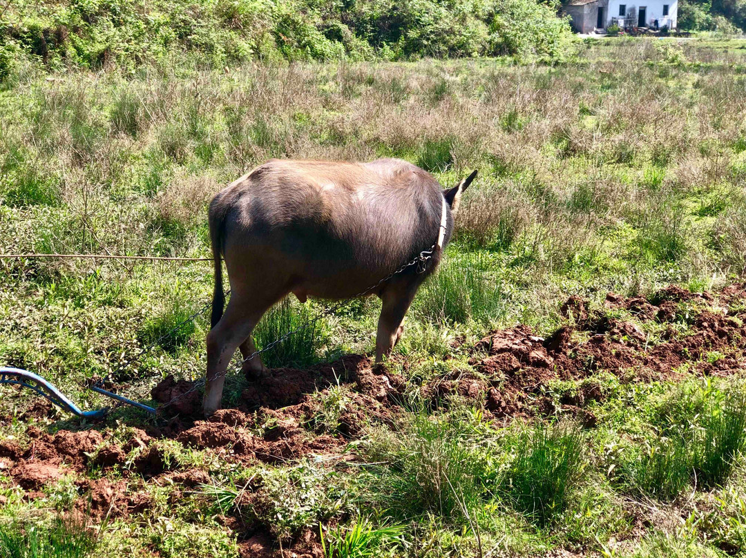 黄山屯溪山城-黄山市必去景点