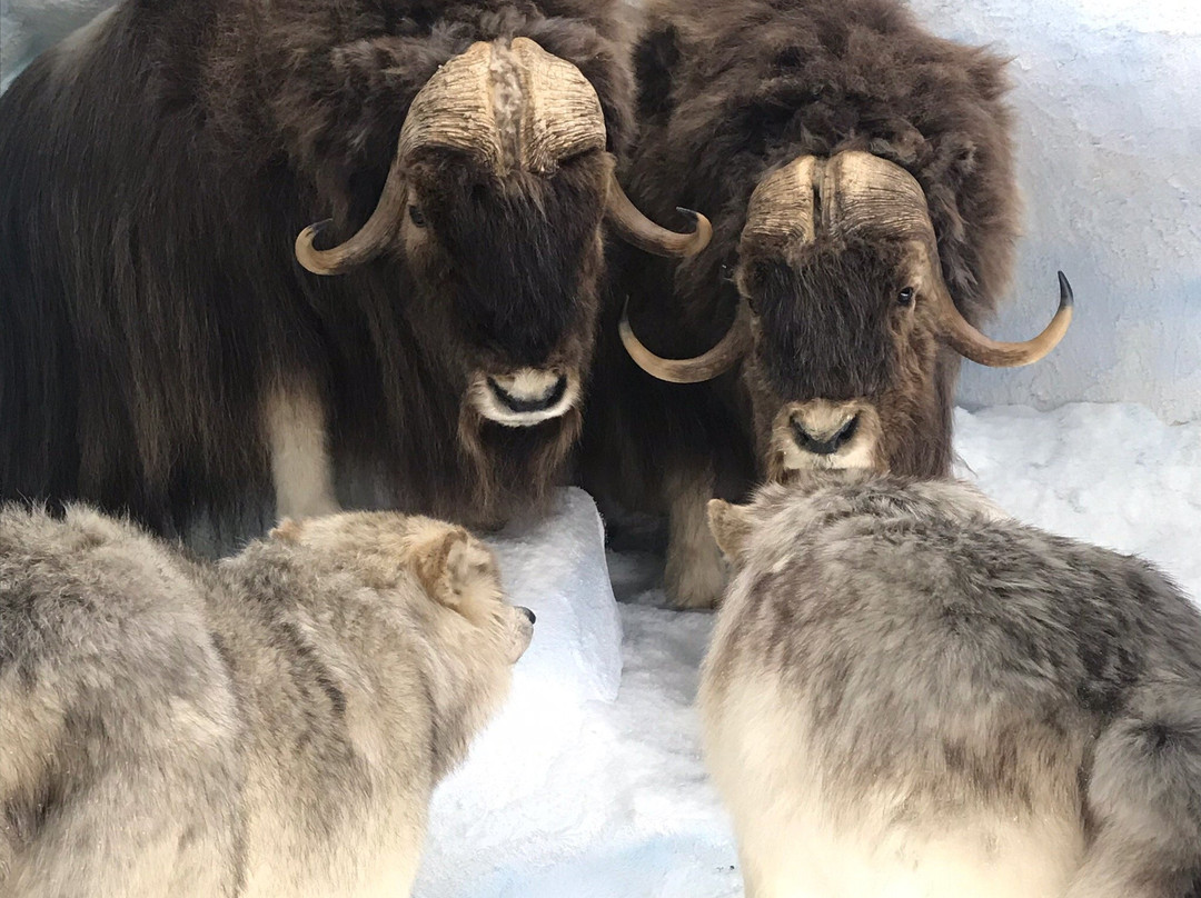 Harber Wildlife Museum-Sherman必去景点