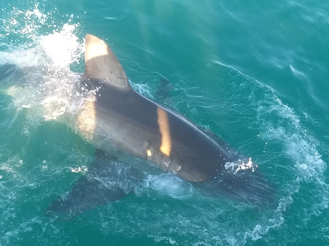 Sharklady Adventures-干斯拜必去景点