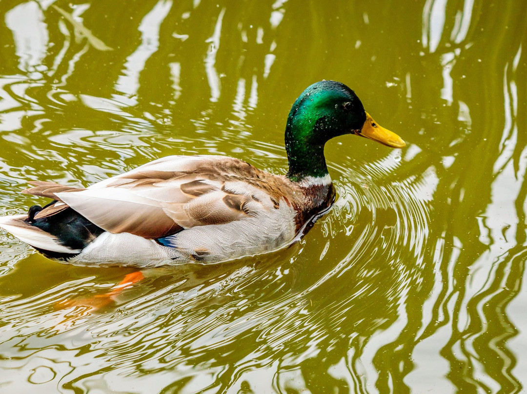 Acton Park景点图片