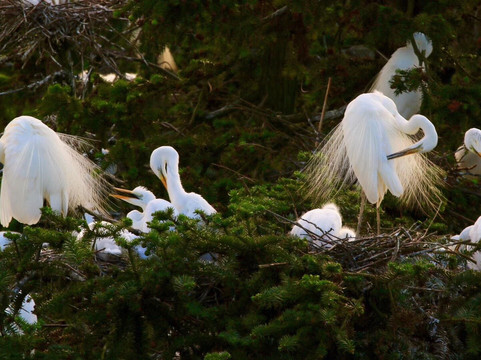 白鹭公园-三亚市必去景点