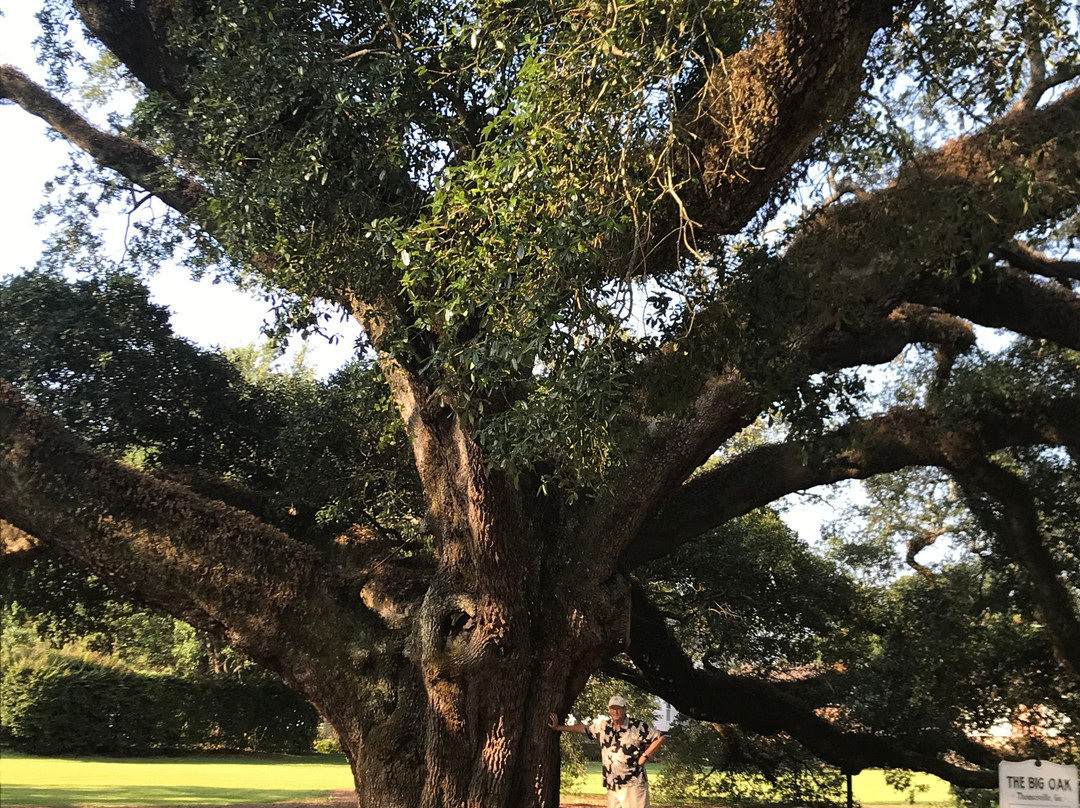 Thomasville's Historic Big Oak-Thomasville必去景点