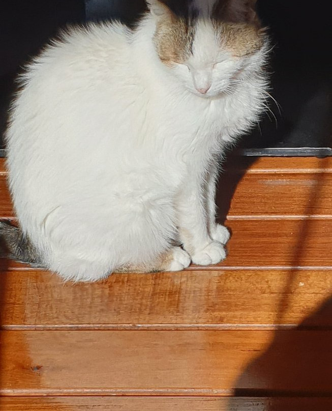 Pension Seirer主图