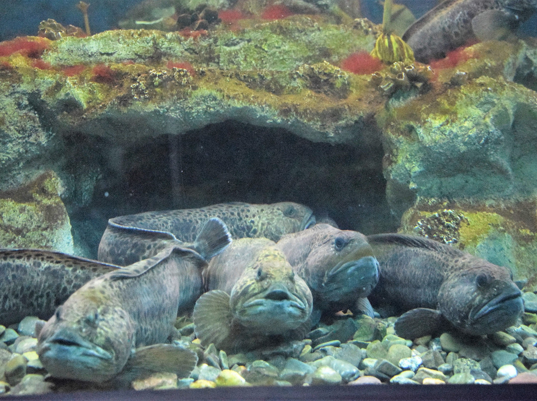 Aquarium du Québec-魁北克市必去景点