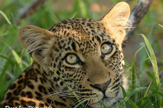 DreadLion Safaris-雾观必去景点