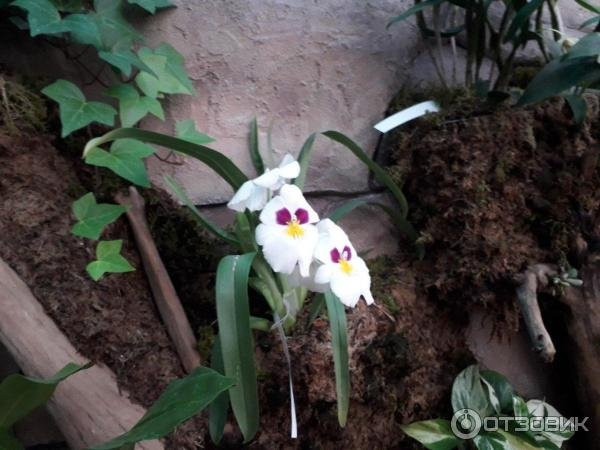 Orchids Museum景点图片