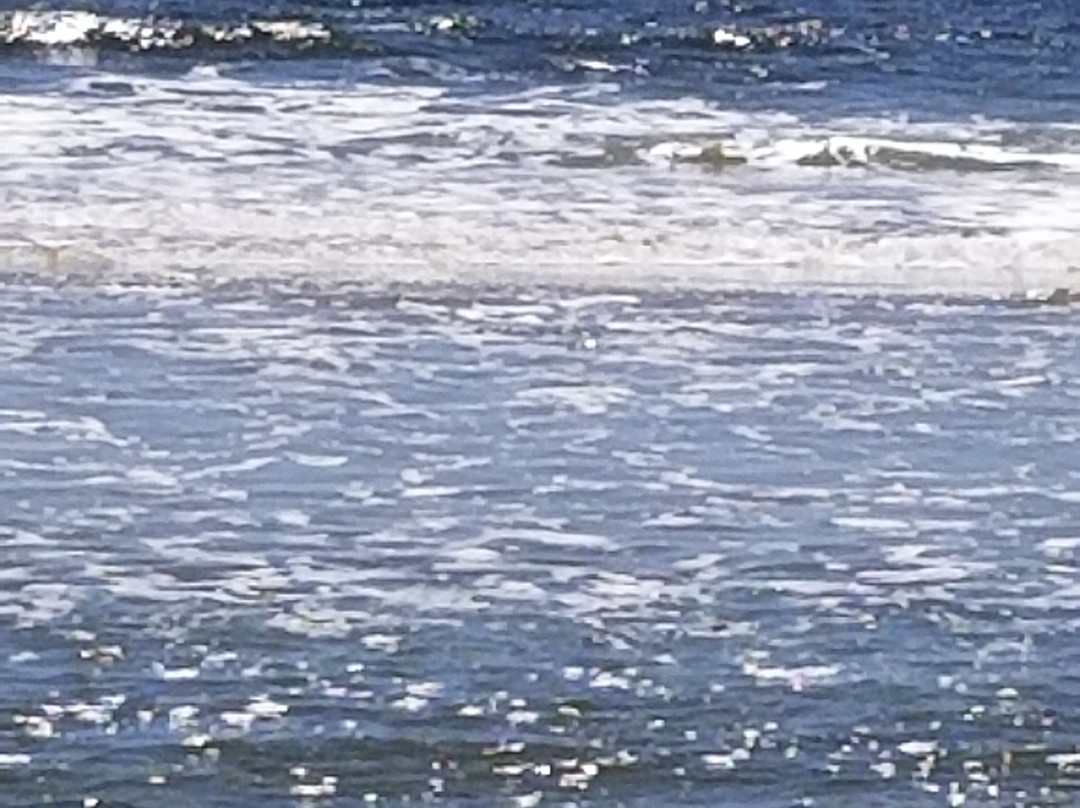 Freeman Park-卡罗来纳比奇必去景点