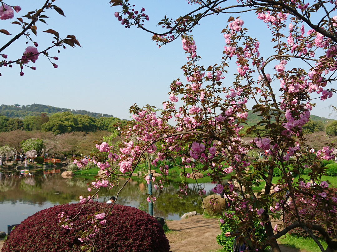 武汉东湖磨山樱园景点图片