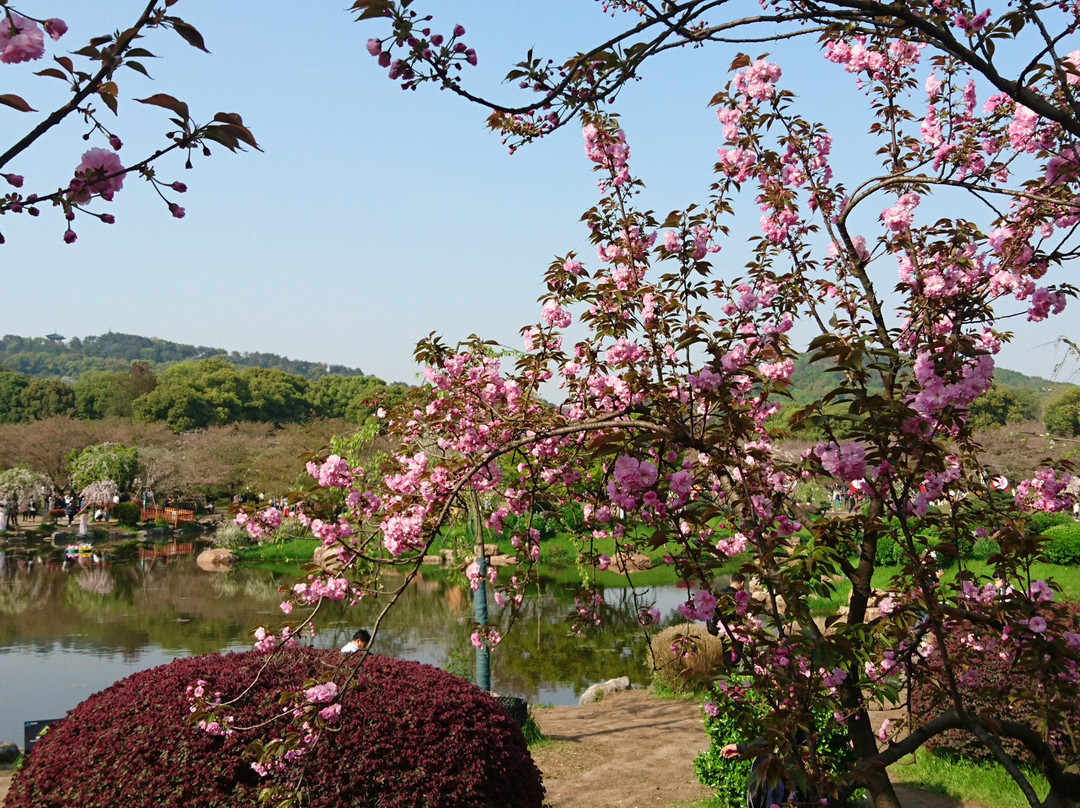 武汉东湖磨山樱园-武汉市必去景点