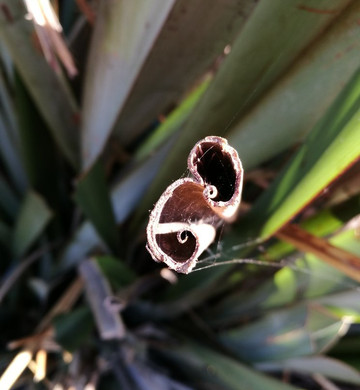 Otipua Wetland-提马鲁必去景点