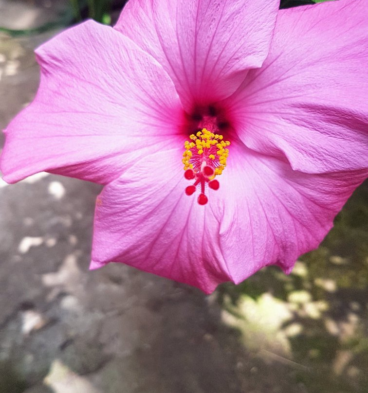 Amarillo Botanical Gardens-阿马里洛必去景点