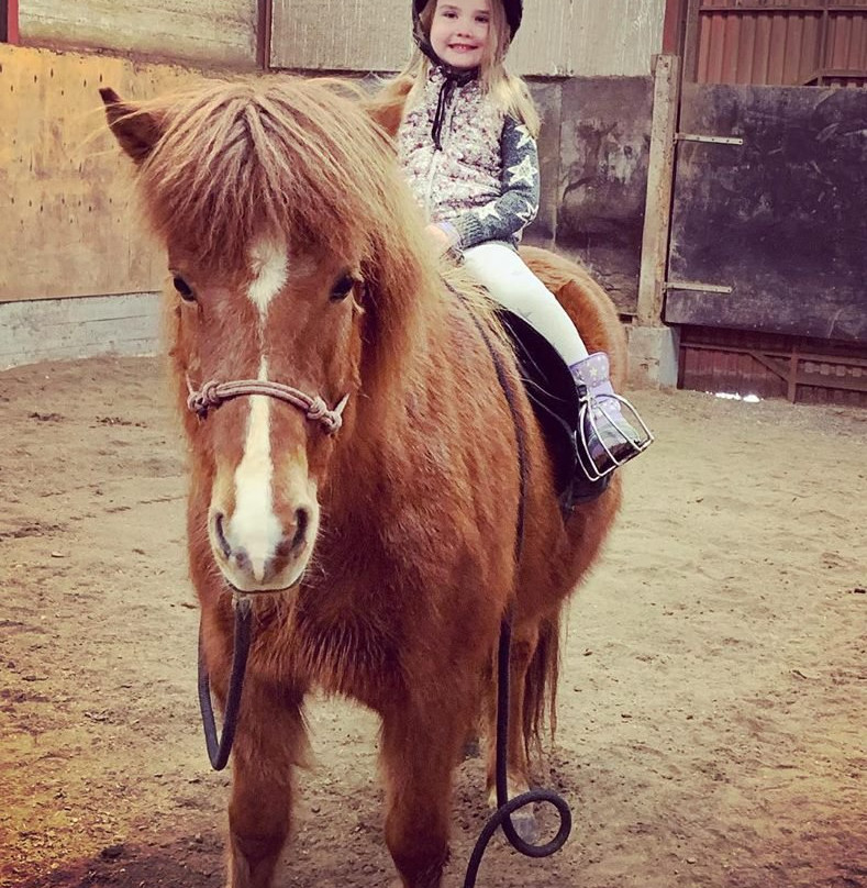 Solvangur Icelandic Horse Center景点图片