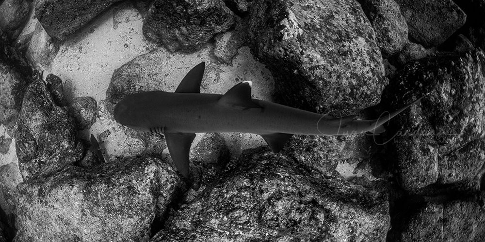 Twin Lodge Galapagos主图