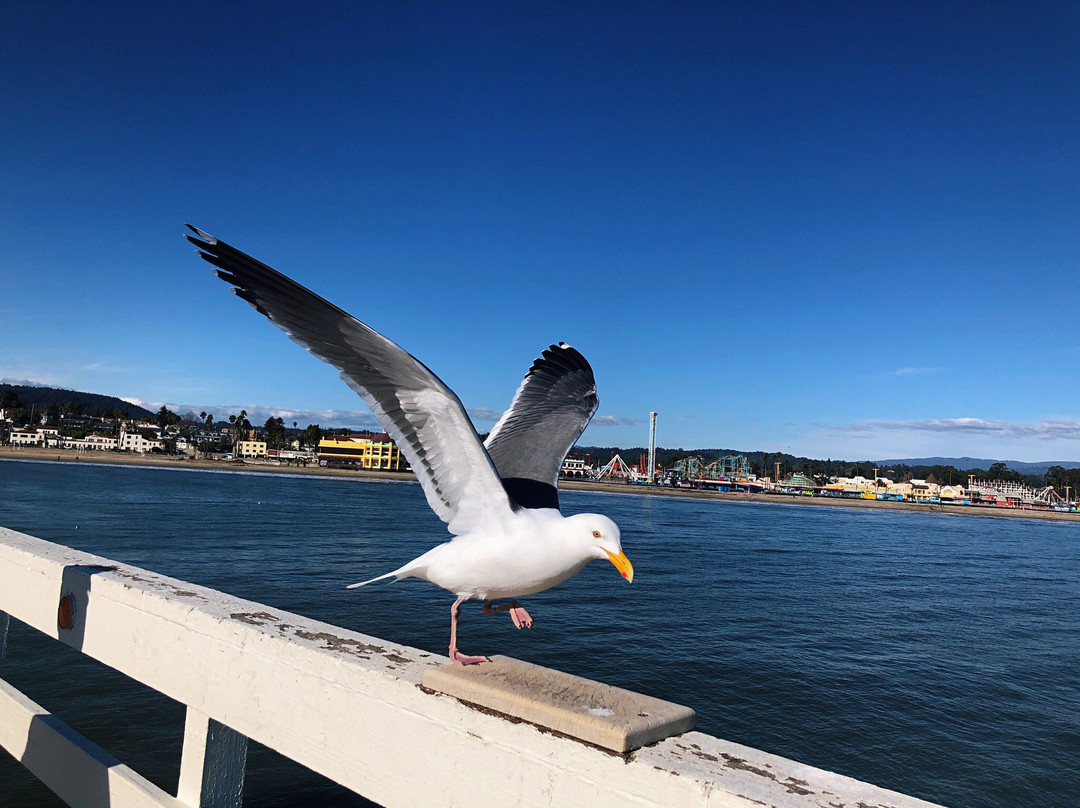Santa Cruz Harbor Beach-圣克鲁斯必去景点