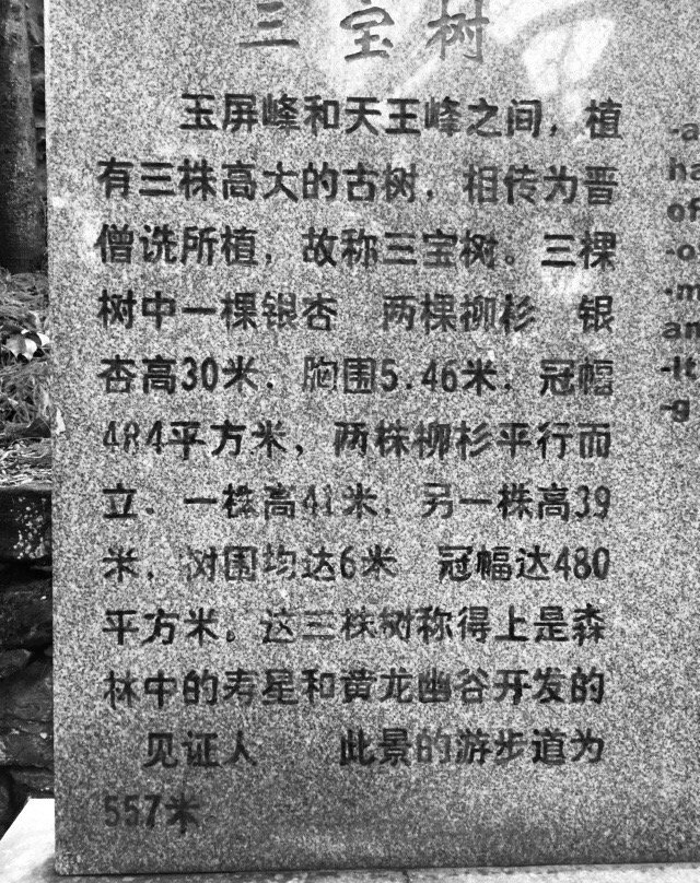 三宝树景点图片