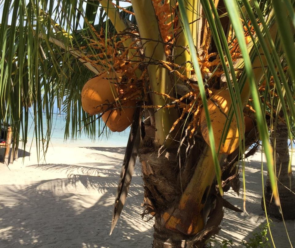 Cowrie Island景点图片