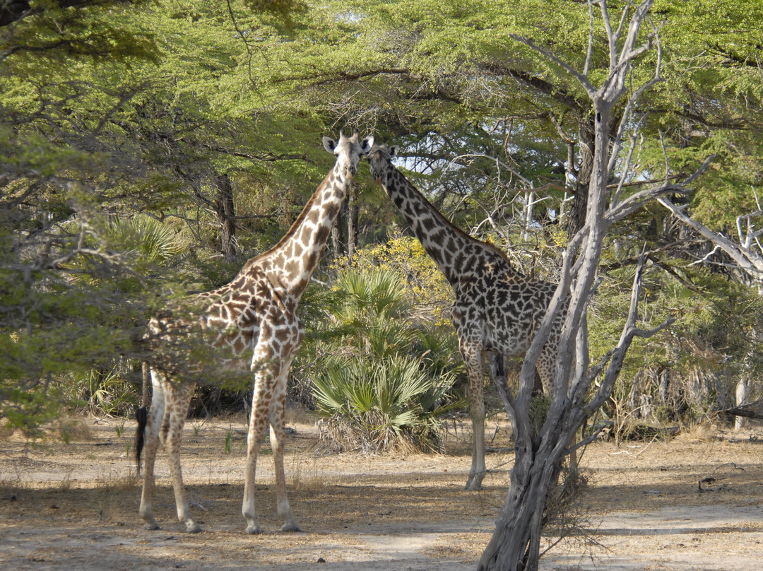Awesome Wild Adventures-Dar es Salaam必去景点