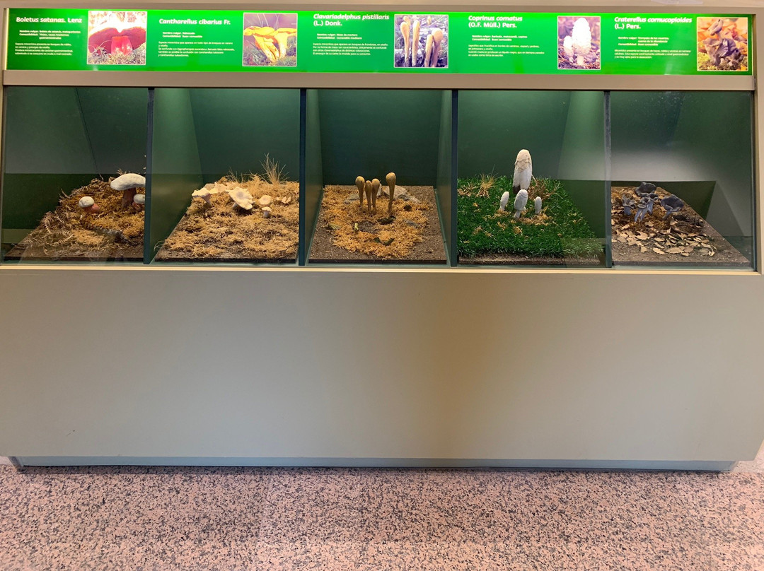 Museo Micológico de Rabanales景点图片