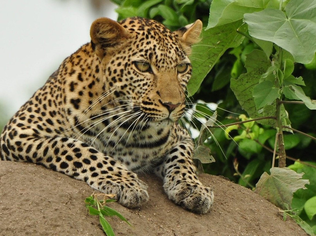 Unique Jungle Tours - Day Tours-阿鲁沙必去景点