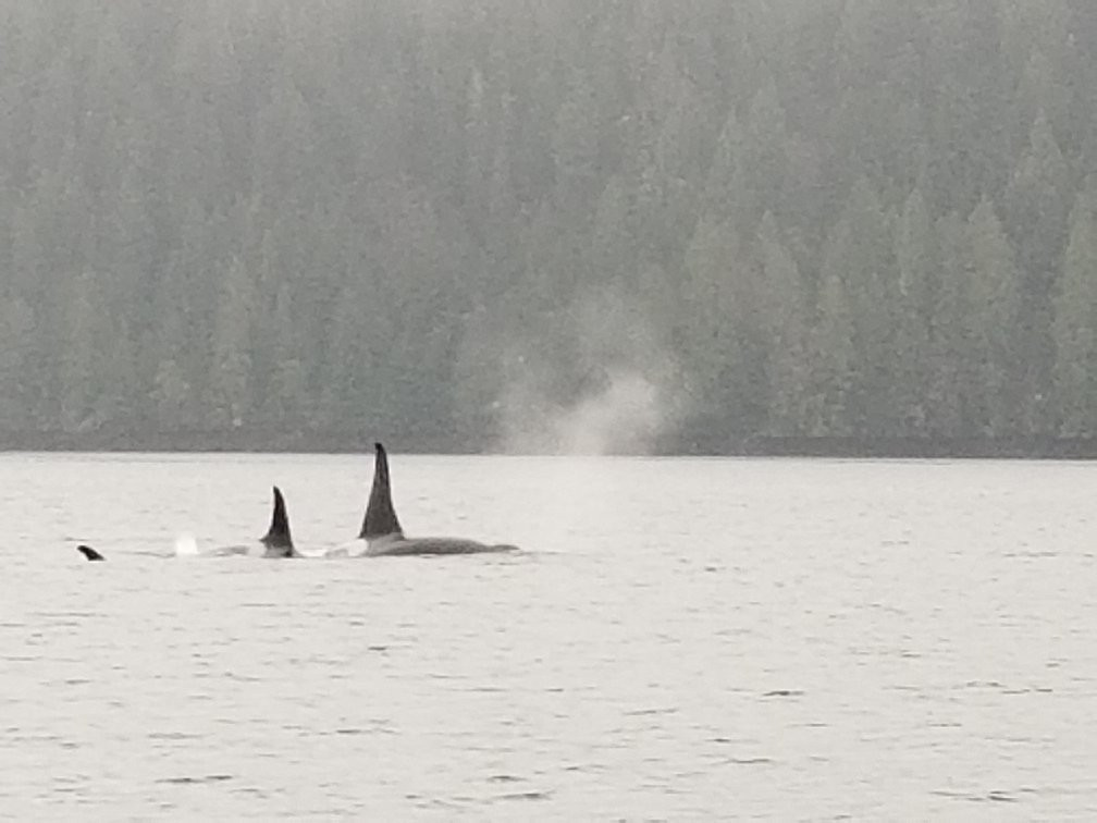 Wild Northern Adventures-Stewart必去景点