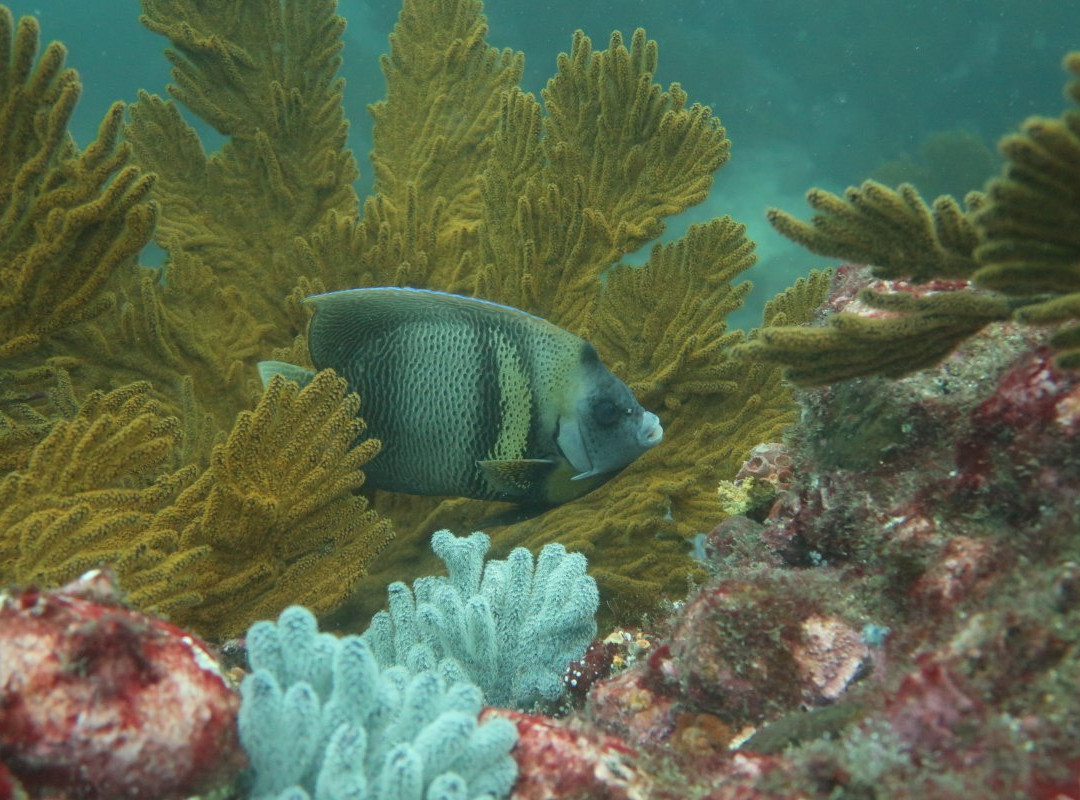 Native Diving-Puerto Lopez必去景点