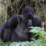 Wild Expeditions Uganda景点图片