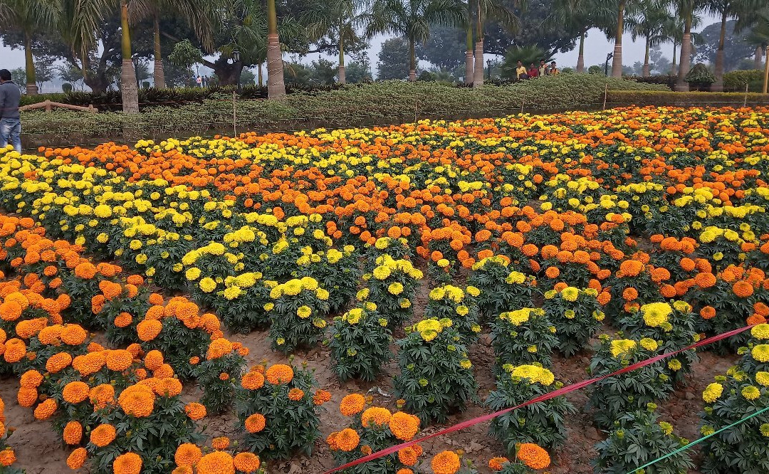 Motijheel Park景点图片