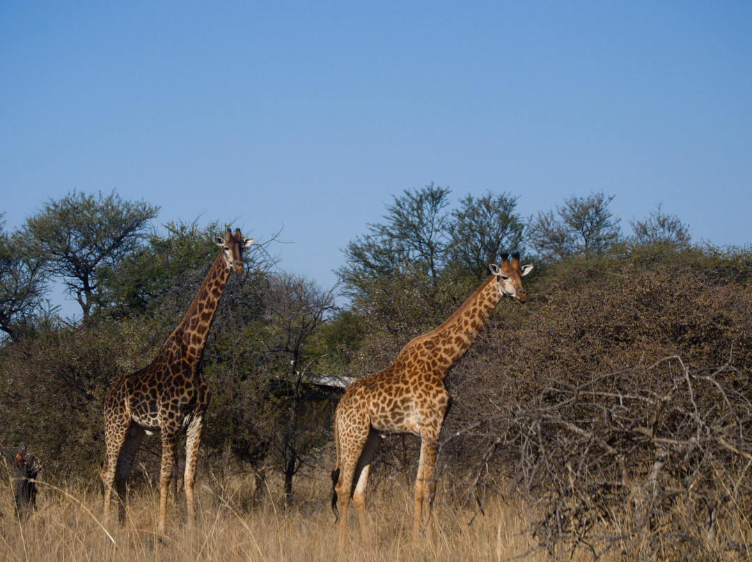 Mookgopong旅游攻略图片