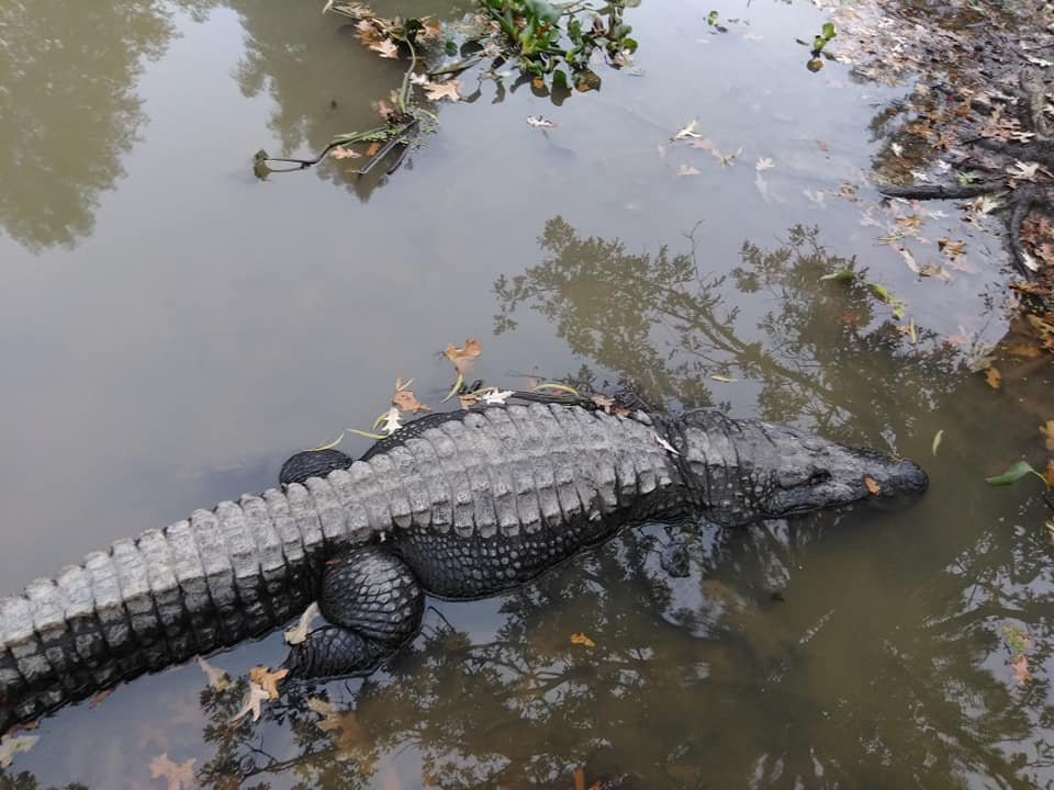 East Texas Gators and Wildlife Park-Grand Saline必去景点