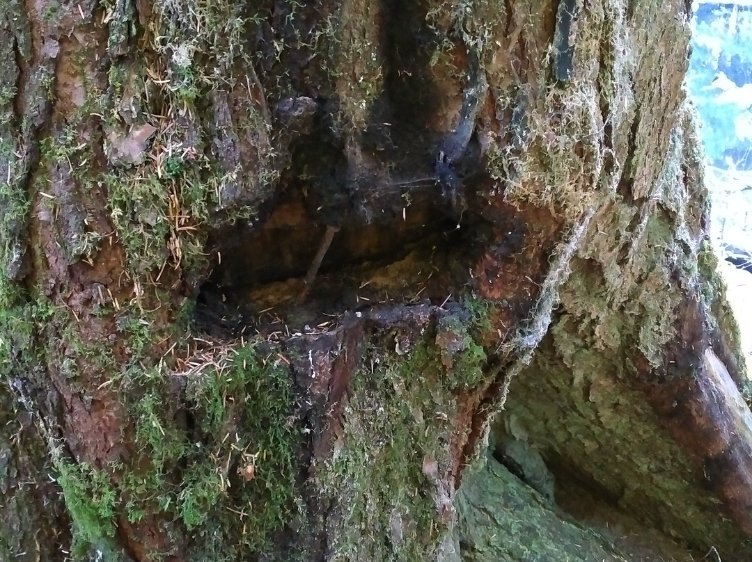 Golden Spruce Trail-Port Clements必去景点