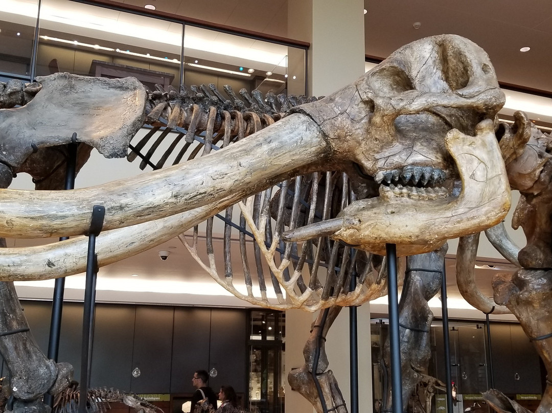 Amherst College Museum of Natural History-艾姆赫斯特必去景点