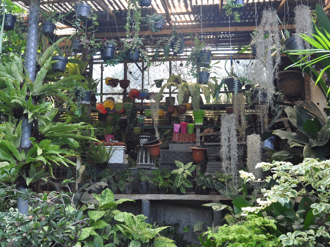 Birds and Flower Market Malang-玛琅必去景点