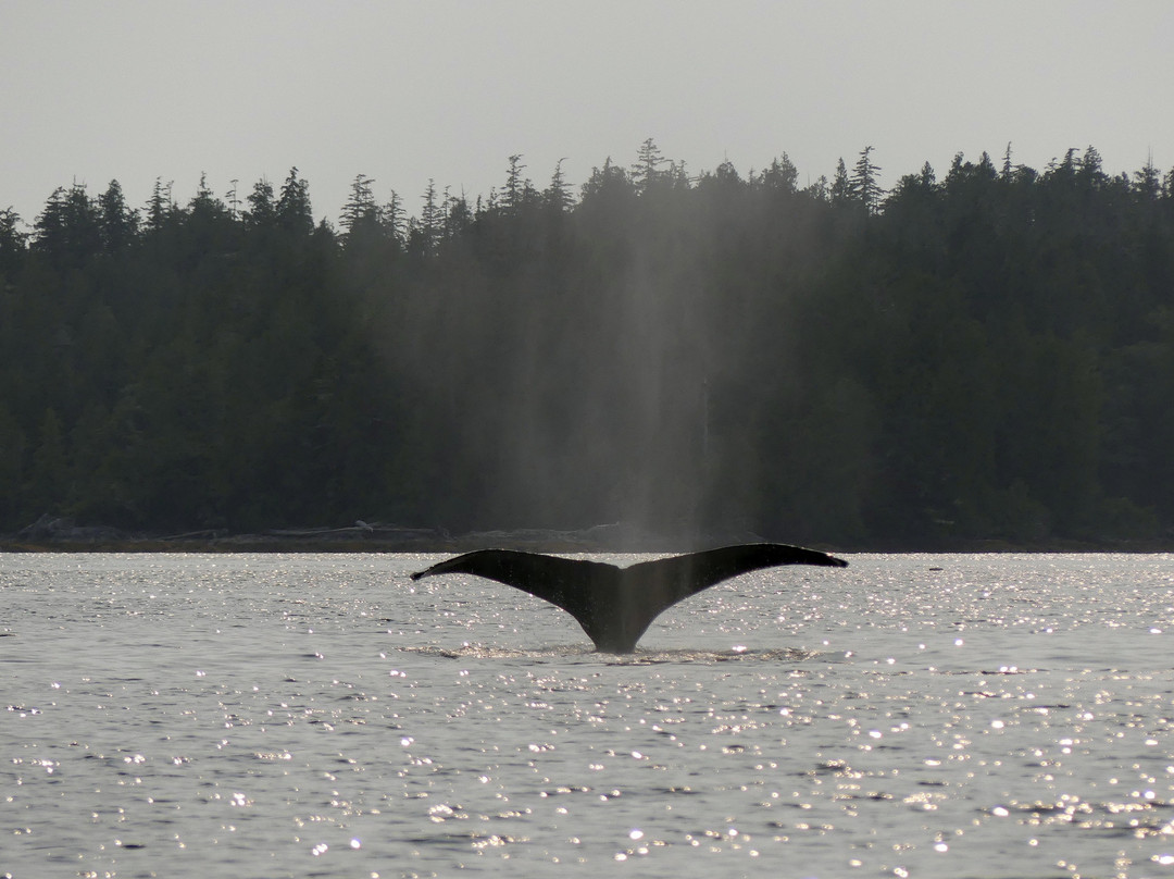 Stubbs Island Whale Watching景点图片