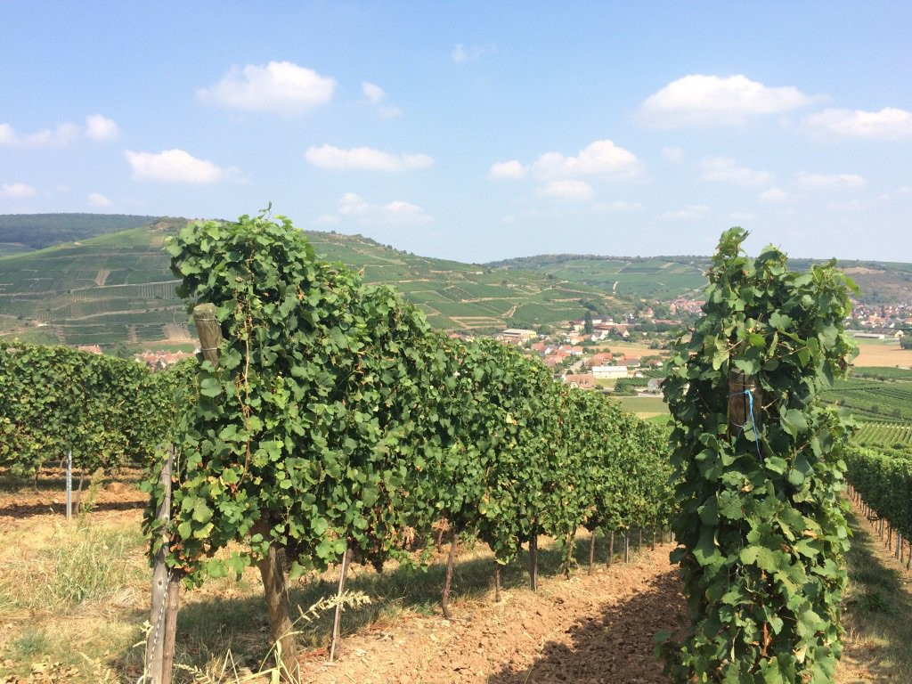 Domaine Riefle-Pfaffenheim必去景点