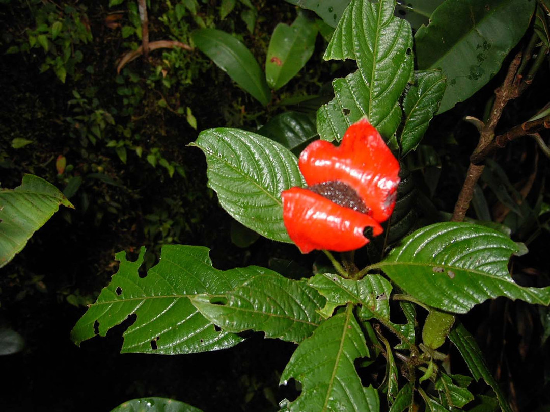 Nangaritza River-Zamora-Chinchipe Province必去景点