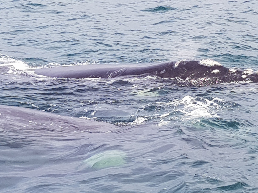 Whale Watching Hermanus-赫曼努斯必去景点