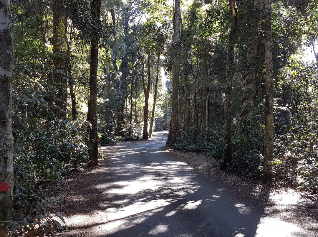 Kamarun Lookout-Scenic Rim必去景点