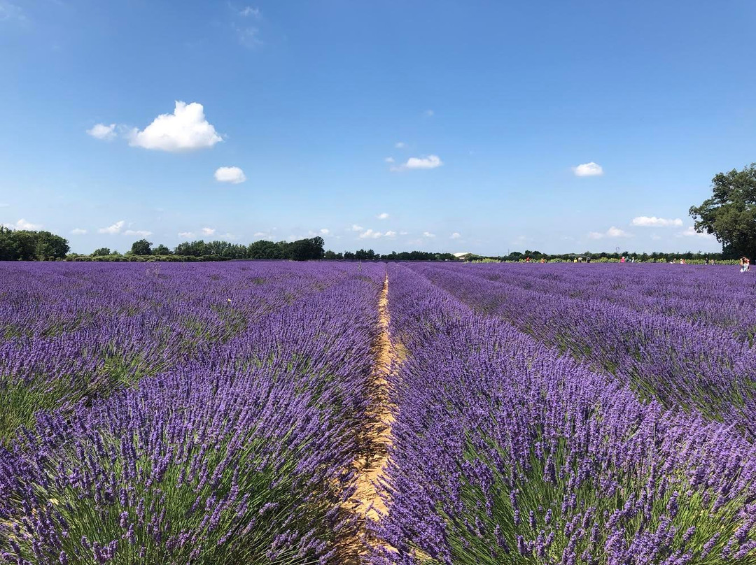 My Private Driver Co.-尼斯必去景点