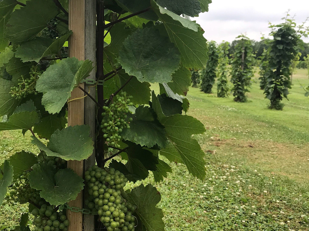 Valentino Vineyards-Long Grove必去景点
