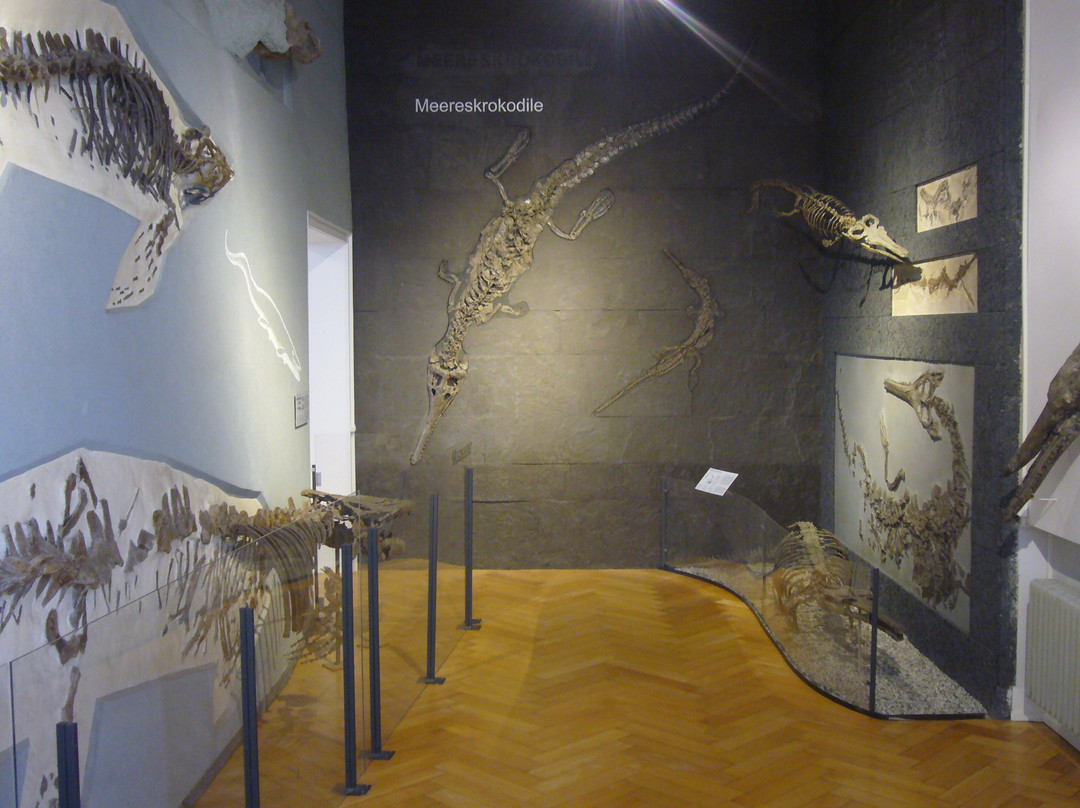 Paläontologisches Museum景点图片