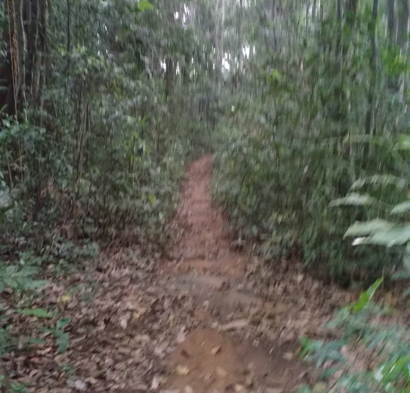 Iringole Forest Temple景点图片