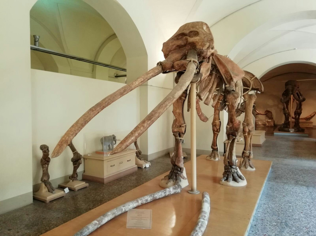 University of Florence Natural History Museum景点图片