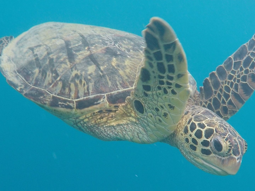 Dive Savaii-法加马洛必去景点