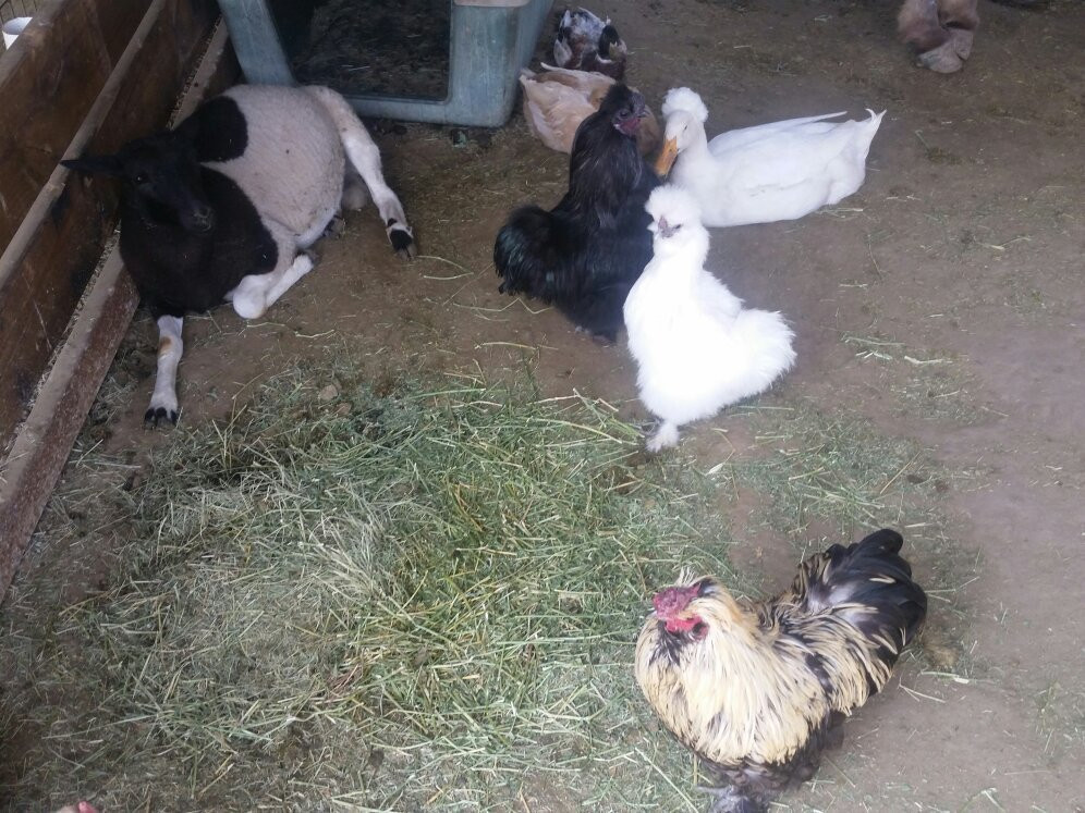 Pony Time at Lakewood Equestrian center-莱克伍德必去景点