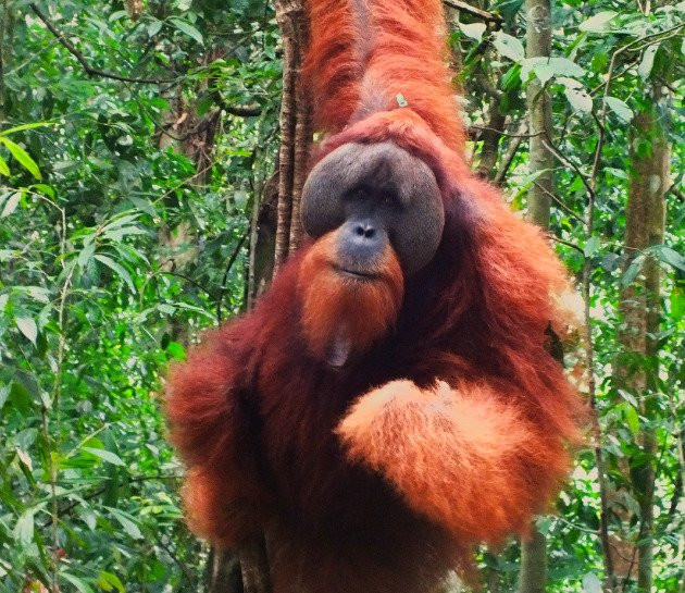Bukit Lawang - Jungle Trekking Sumatra-武吉拉旺必去景点