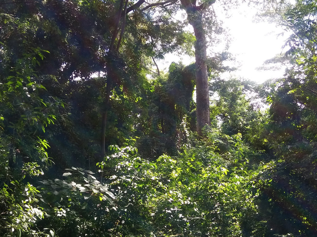 Mata do Ipê景点图片
