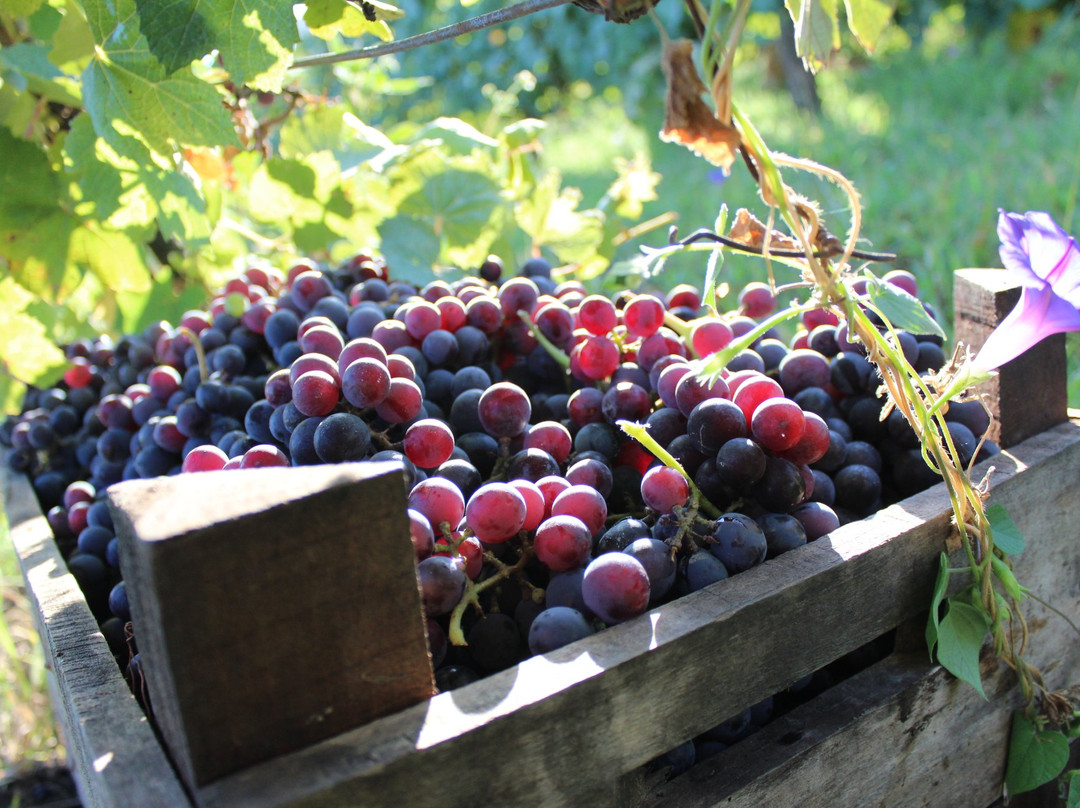 Rosel Finca Familiar-Colonia Caroya必去景点