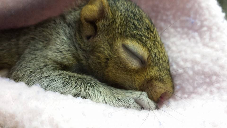 Possumwood Acres Wildlife Sanctuary景点图片